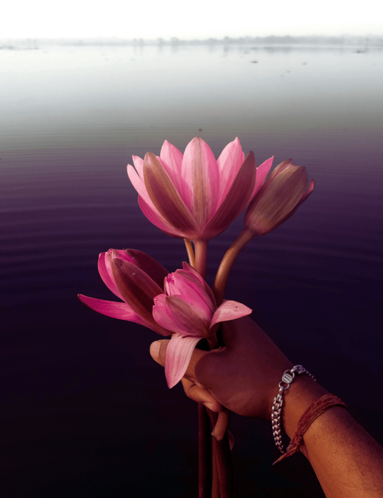 Hand holding pink water lilies with a blurred water background